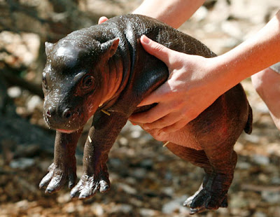 baby_hippo.jpg