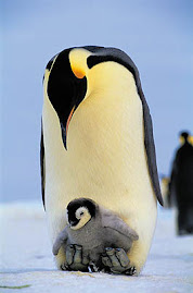 Projeto de Aprendizagem - Vida de pingüim