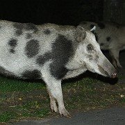 [KillerBoar]
