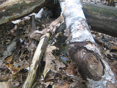 geocache pictures