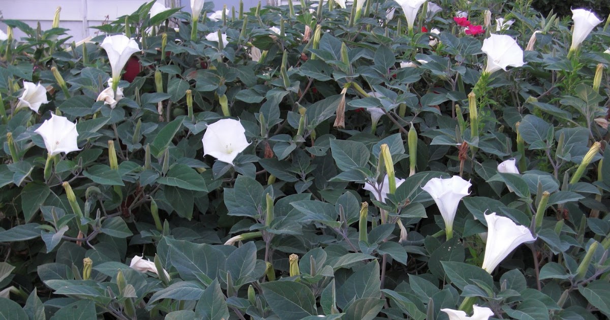 John abuzz Moonflowers