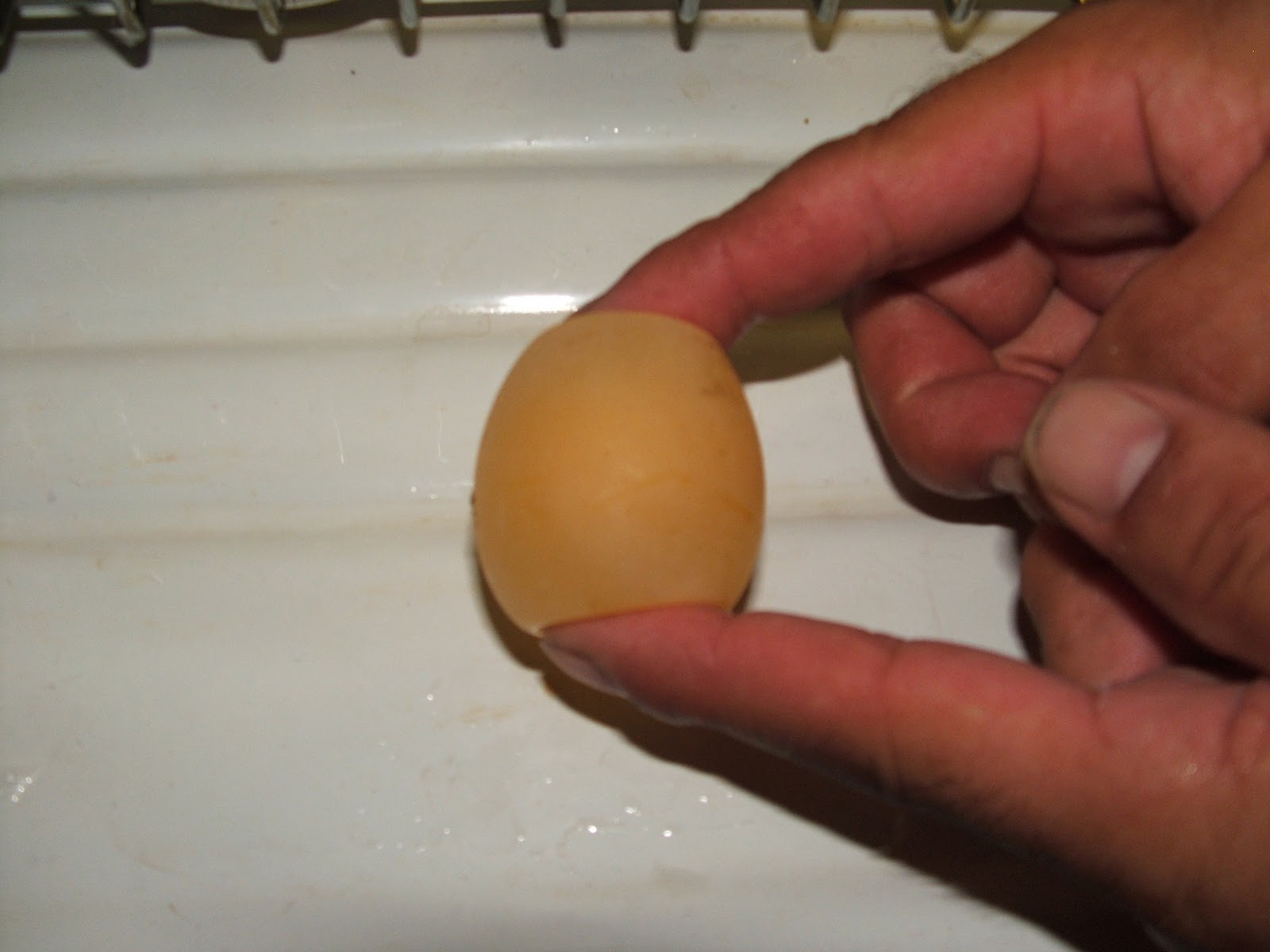 One of my chickens laid a shell-less egg. | Eggs, Chickens 