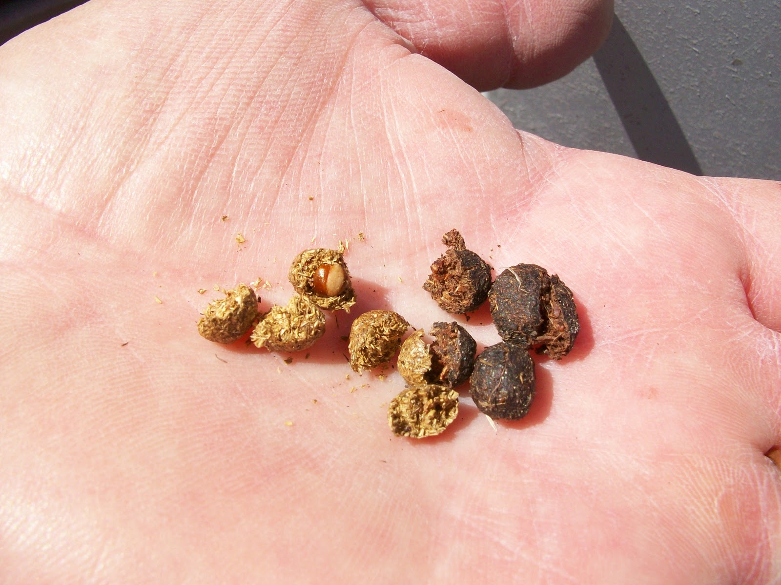 Window on a Texas Wildscape Some poop on poop (aka seed balls)