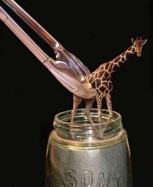 [unusual-giraffe-photos.jpg]
