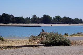 ground squirrel at Crab Point