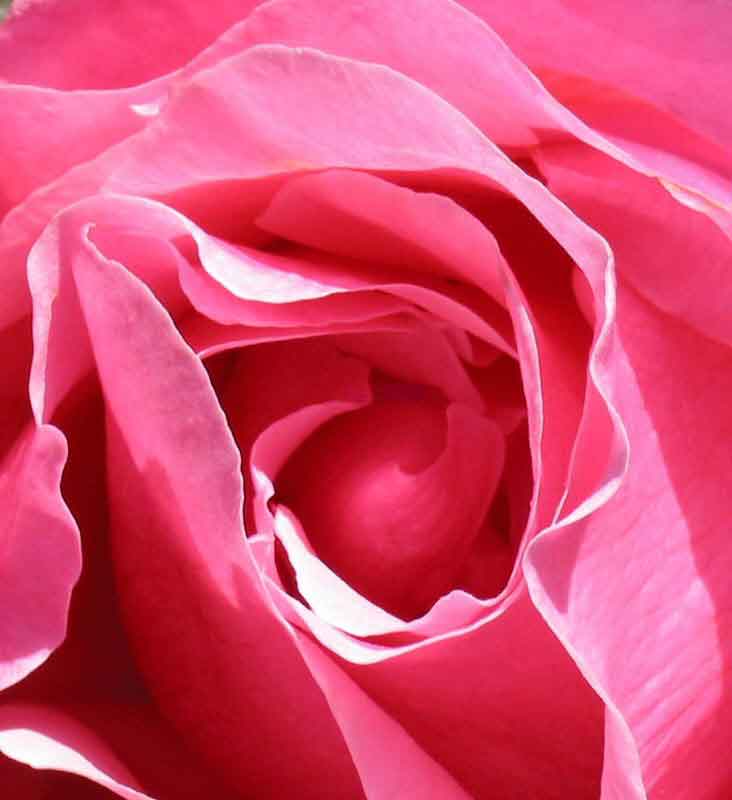 [RAP-ROSE-w.jpg]