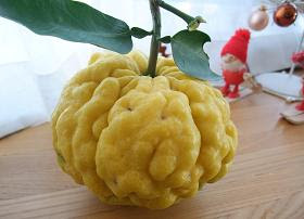 Yuzu Fruit