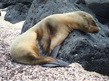 Sleeping Sea Lion Pup, Galapagos