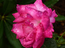 Gotas de chuva nas pétalas da rosa