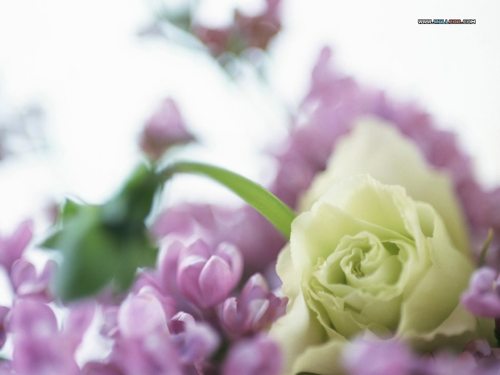 [Flower+Art+-+Floral+Design+-Flower+Photography+4+-+Flower+Photograph.jpg]