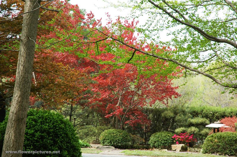 [The+Japanese+maples+at+the+Japanese+garden.jpg]