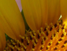 CUORE DI GIRASOLE