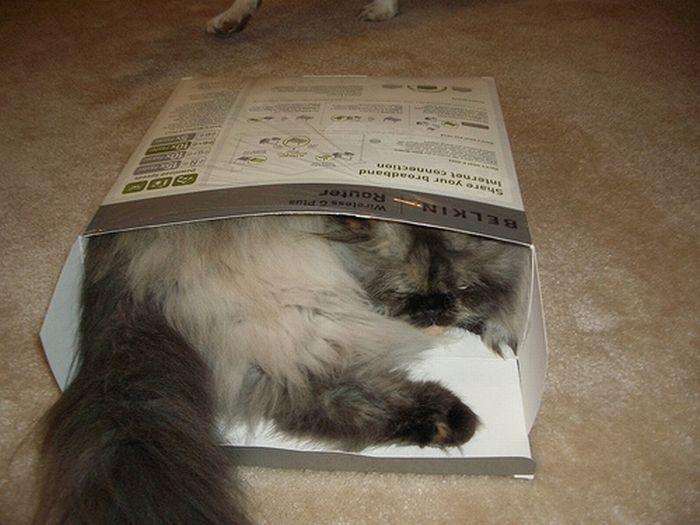 [Cat_Fitted_In_A_Cardboard_Box_5.jpg]