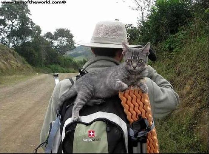 Cat Traveler