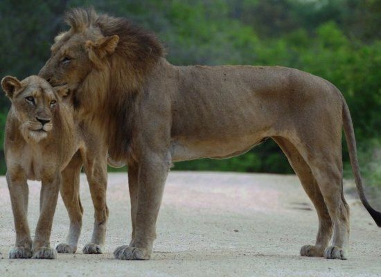 [Cute_animal_couples_9.jpg]