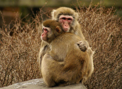 Animal Couples