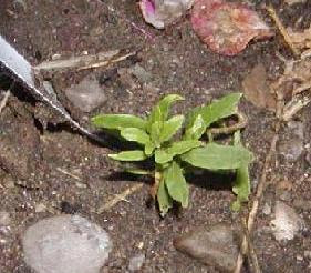 Growing Goji Berries