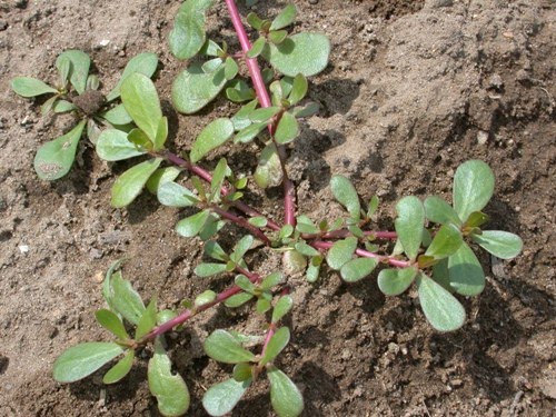 Ground Covering Weeds