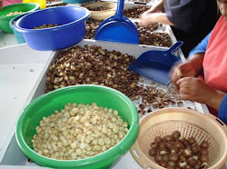 Seleccion de la NUEZ