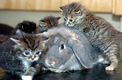 Summer the rabbit and the kittens Summer the rabbit and the kittens