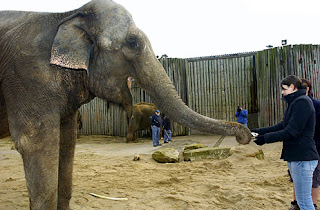 Elephant passing Emma the ring Elephant passing Emma the ring