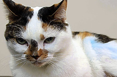Baby the Bionic Cat Baby the Bionic Cat