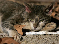 The cat named Wild Oats Wild Oats
