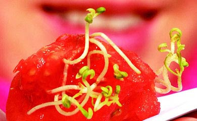 Bean sprout growing in tomato Bean sprout growing in tomato