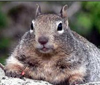 Squirrel Squirrel