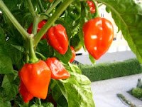 Peppers Peppers