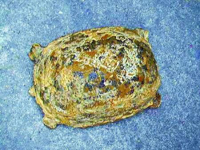 100-Million-Year-Old Turtle Remains 100-Million-Year-Old Turtle Remains