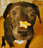 Dog Dog