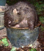 A wombat stuck in a flower pot A wombat stuck in a flower pot