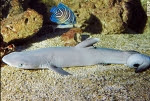 Shark Shark