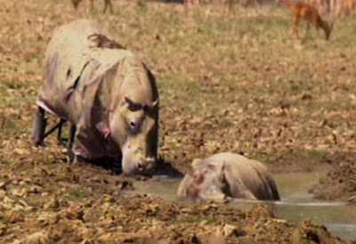 Brady Barr pretending to be a hippo Brady Barr pretending to be a hippo