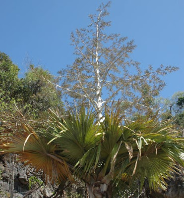 Tahina spectabilis Tahina spectabilis