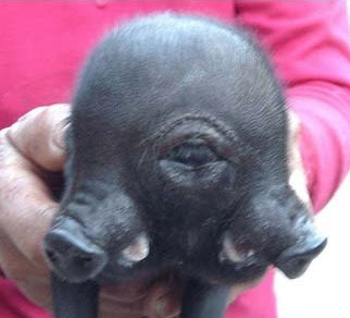 Two-Snouted, Three-Eyed Piglet Born In China Two-Snouted, Three-Eyed Piglet Born In China