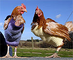 Hens wearing knitted jumpers Hens wearing knitted jumpers
