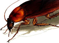 A cockroach A cockroach