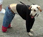 A dog A dog
