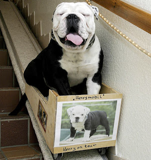 Henry the bulldog Henry the bulldog