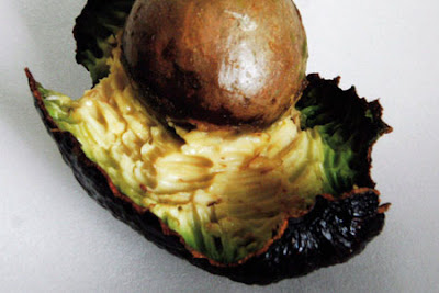 The meticulously nibbled avocado which brought Tony Blair into the spotlight The meticulously nibbled avocado which brought Tony Blair into the spotlight