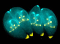 Toxoplasma gondii Toxoplasma gondii