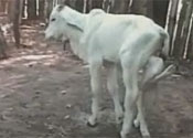 Calf Calf