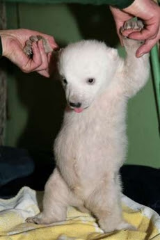 Knut Knut
