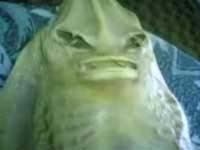 Weird Creature Weird Creature