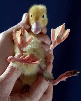 http://4.bp.blogspot.com/_ovJS1Em-6dg/RdgLF5lOriI/AAAAAAAADzc/TcpFvRGFQ_Y/s400/mutatedDuck.jpg