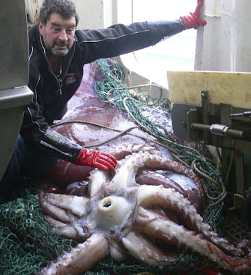 colossal squid colossal squid