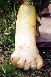 Daikon radish Daikon radish
