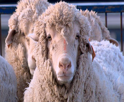 human-sheep chimera human-sheep chimera